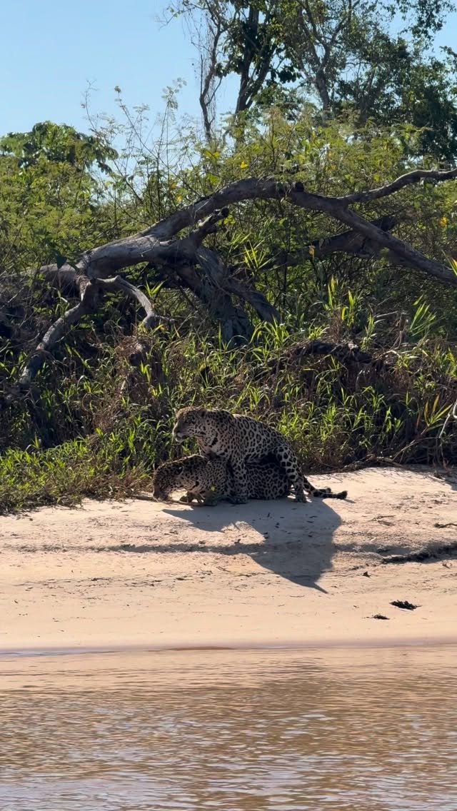 Spotted leopard crouching on sandy riverbank near gnarled tree with dense vegetation and water