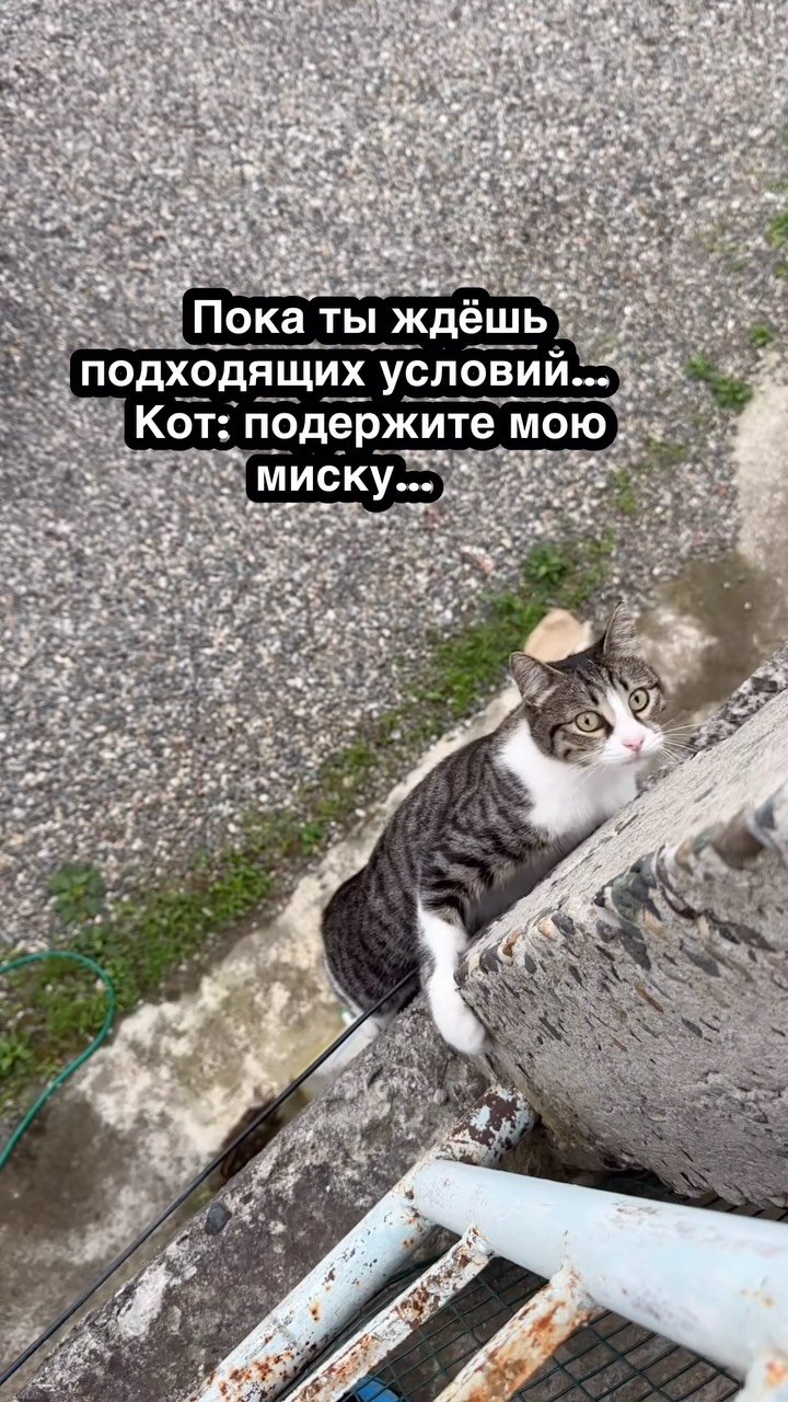 Tabby and white cat sitting on a concrete ledge against a weathered wall, looking up with wide pleading eyes