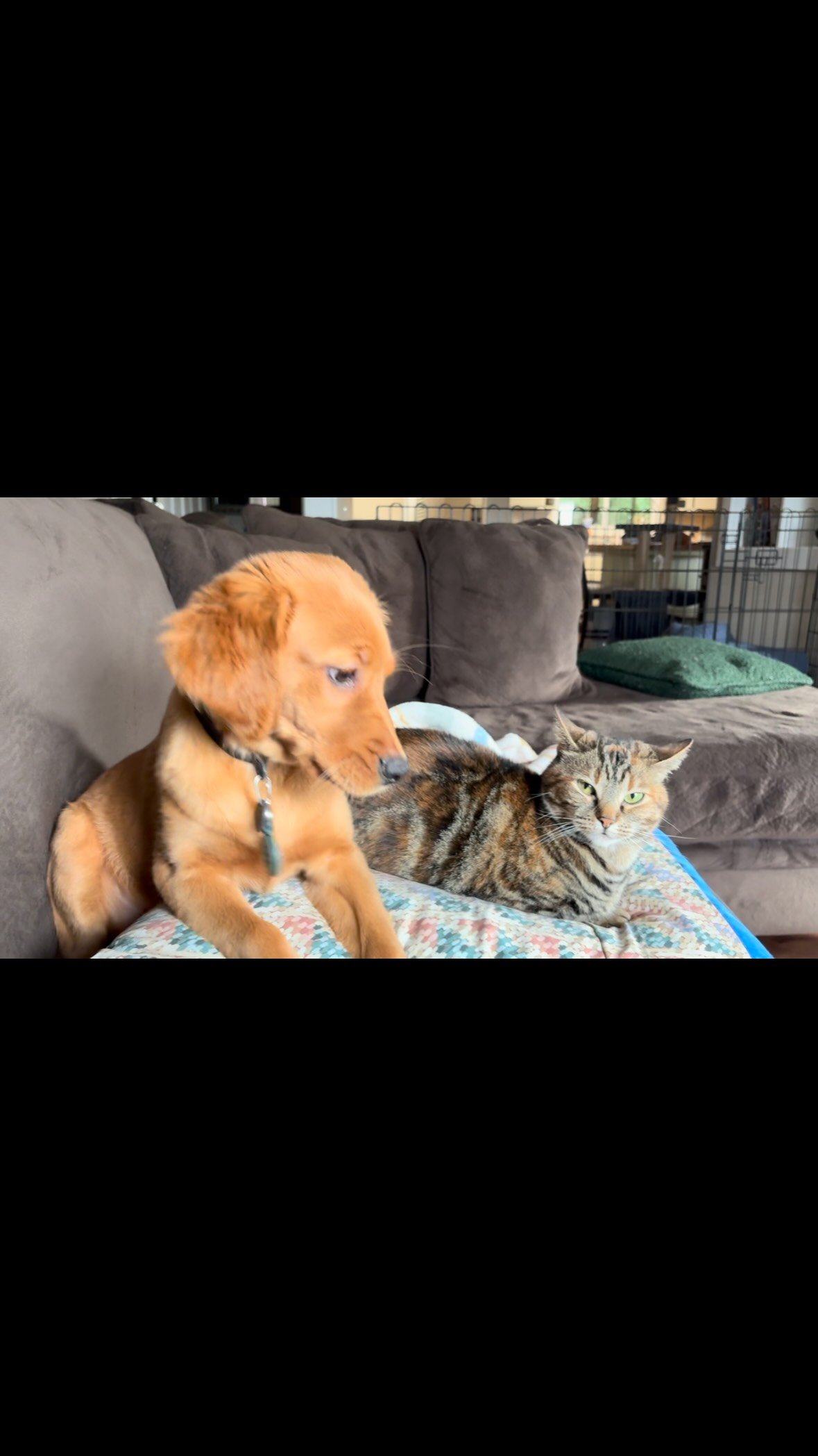 Golden retriever and tabby cat lounging together on a patterned blanket on a gray couch