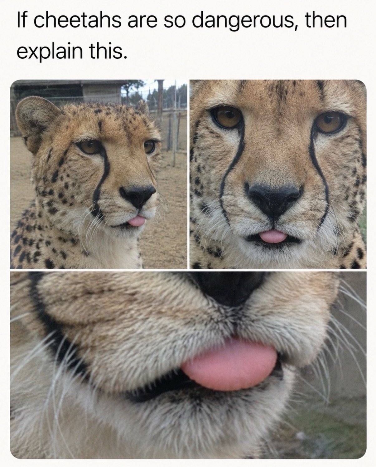 Three close-up photos of a cheetah with its pink tongue sticking out, making goofy expressions