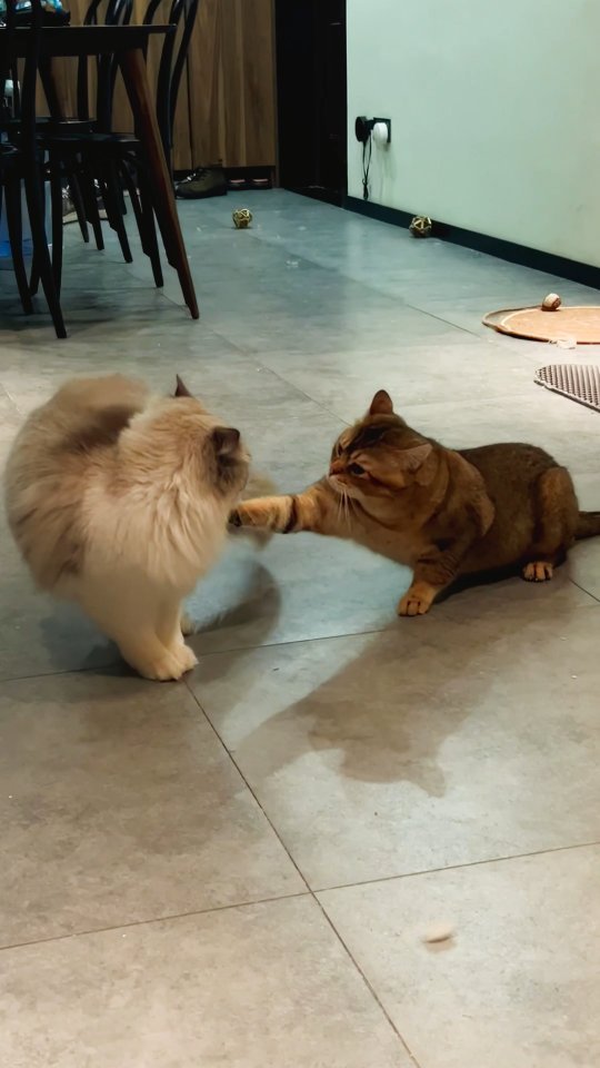 A fluffy cream-colored cat and an orange tabby cat touching paws on a concrete floor indoors