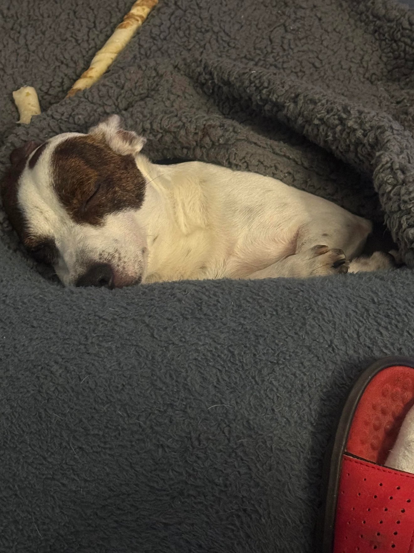 Small white and brown dog sleeping sprawled across a gray couch next to a person in a red shoe