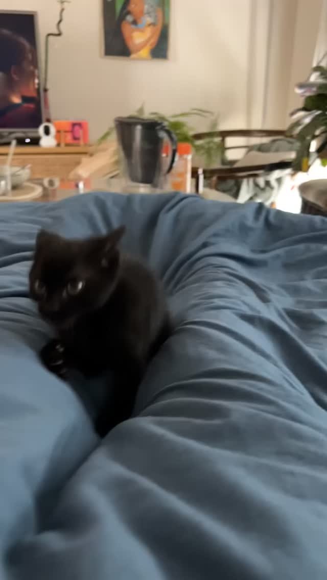 Black cat lying on blue bedding in a bedroom, looking at the camera with a calm expression