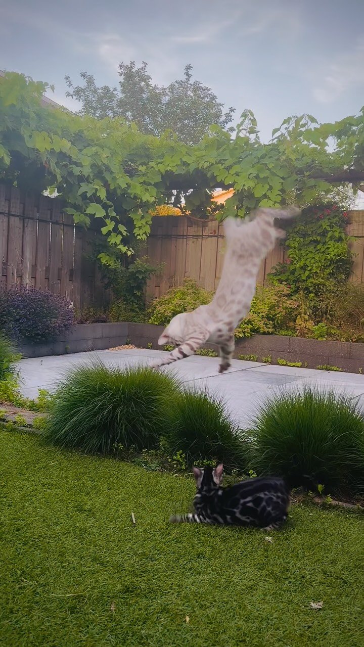 White dog performing a backflip in a backyard with patio, grass, and decorative plants while another dog watches from the grass