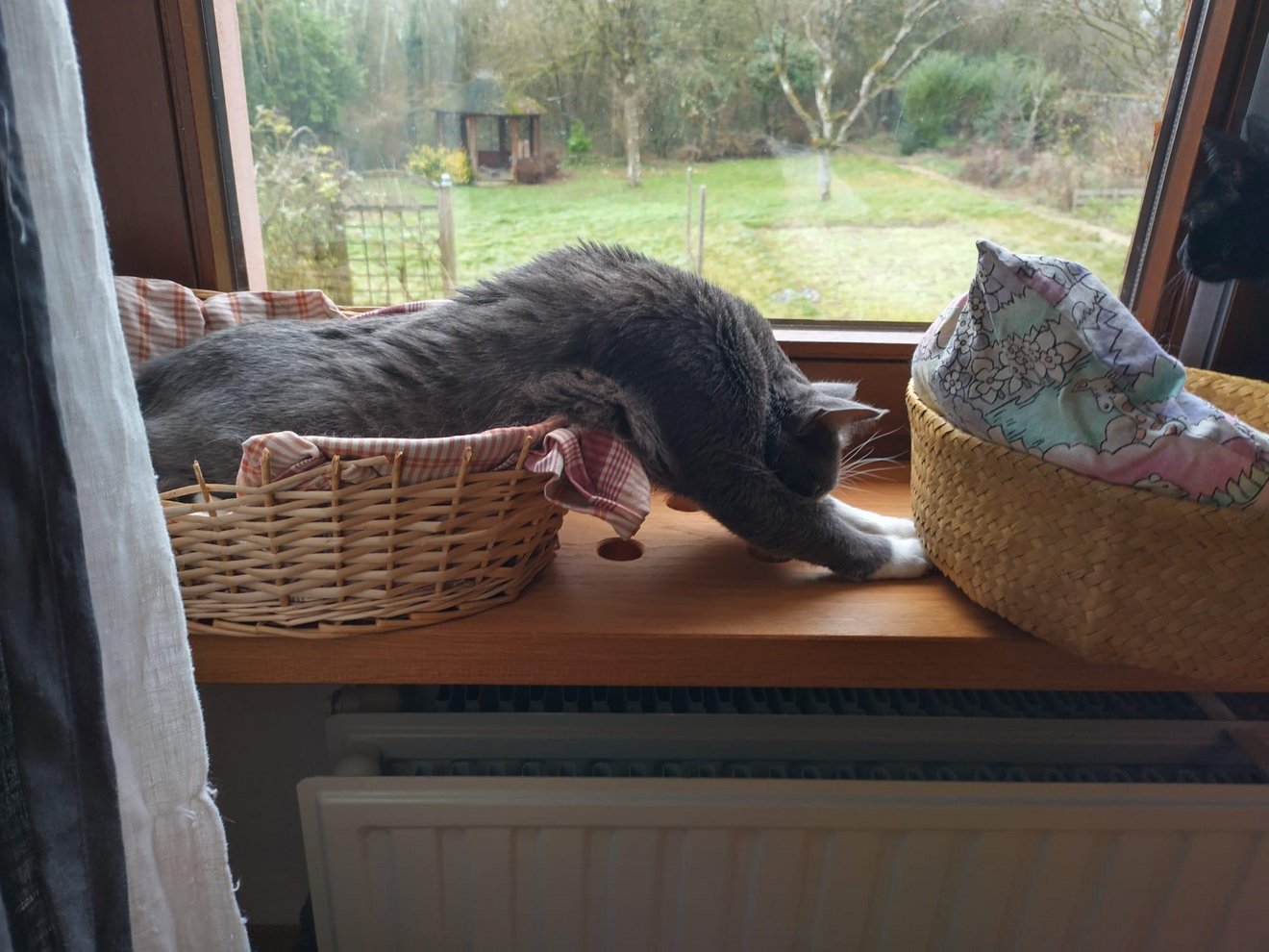 Grey cat draped over a wicker basket on a windowsill, appearing to flow over the edge while sleeping