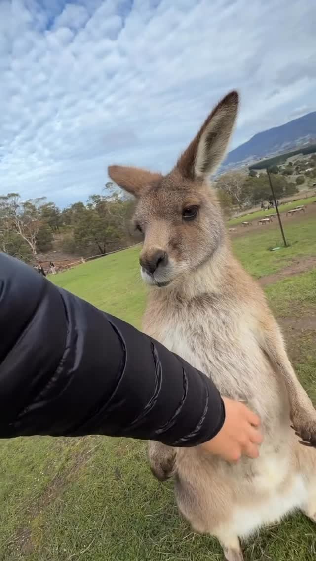 A grey-brown kangaroo looking directly at the camera while a person's arm touches its chest in a grassy field with mountains in the backgrou