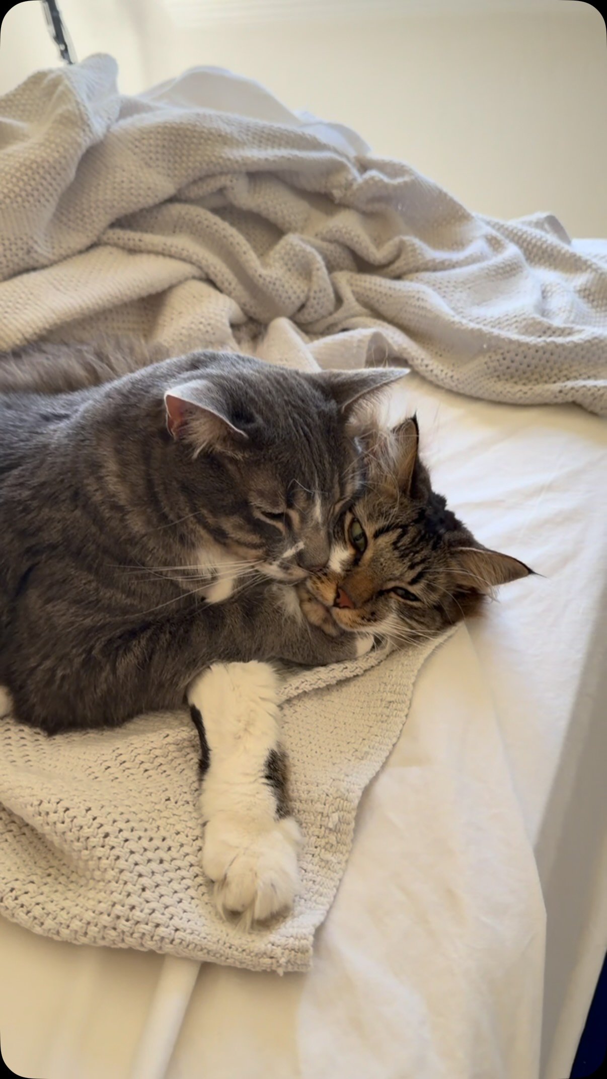 A tabby and white cat sleeping peacefully on beige blankets and white bedding