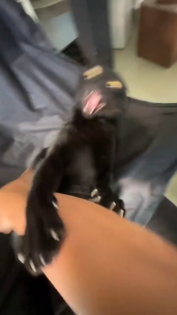 Black cat climbing onto a person's lap with paws raised, reaching up toward their chest while sitting indoors