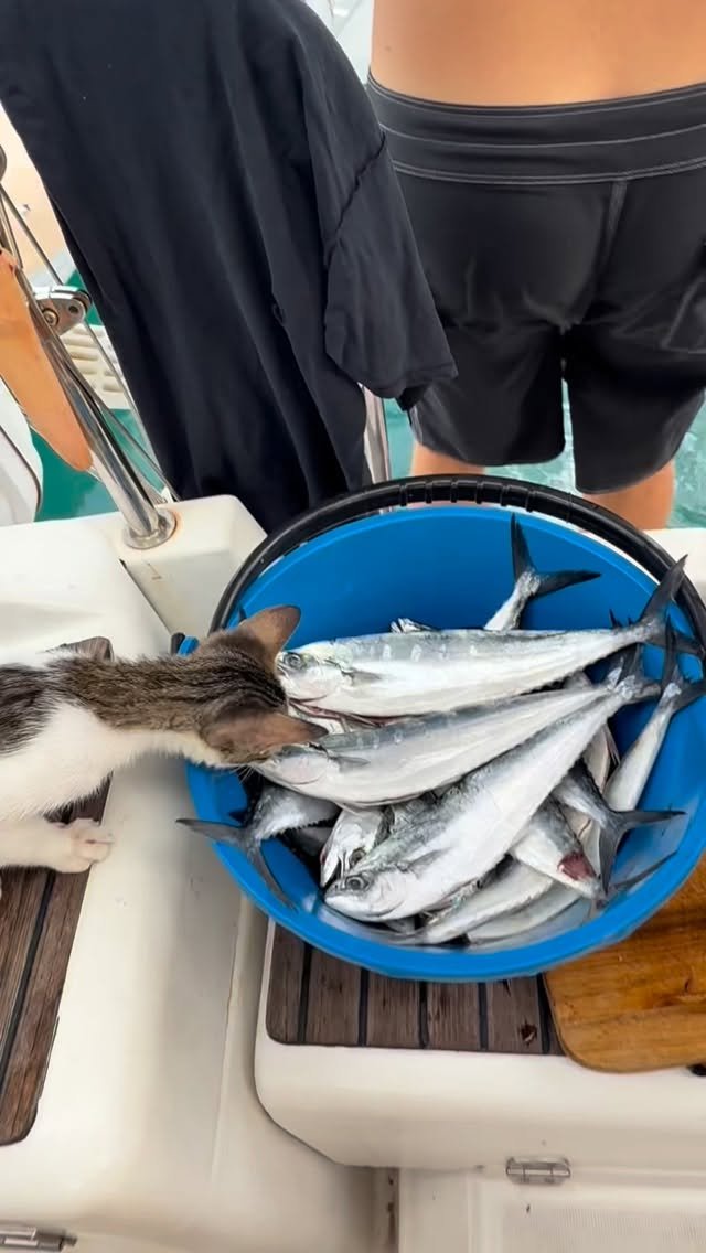 A tabby and white cat reaching toward a blue bucket of fresh fish on a boat deck