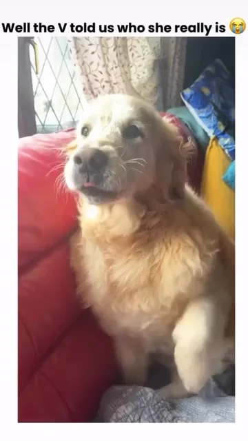 Cream-colored dog with grumpy expression sitting on pink cushion indoors
