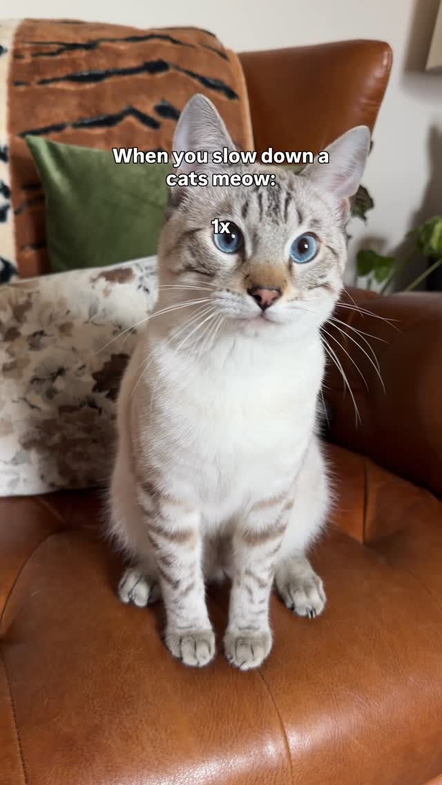 Gray and white tabby cat sitting on a brown leather couch, looking surprised with wide blue eyes