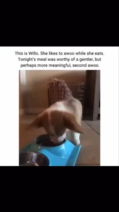 Brown and white dog standing on hind legs at a blue food bowl, appearing to howl while eating