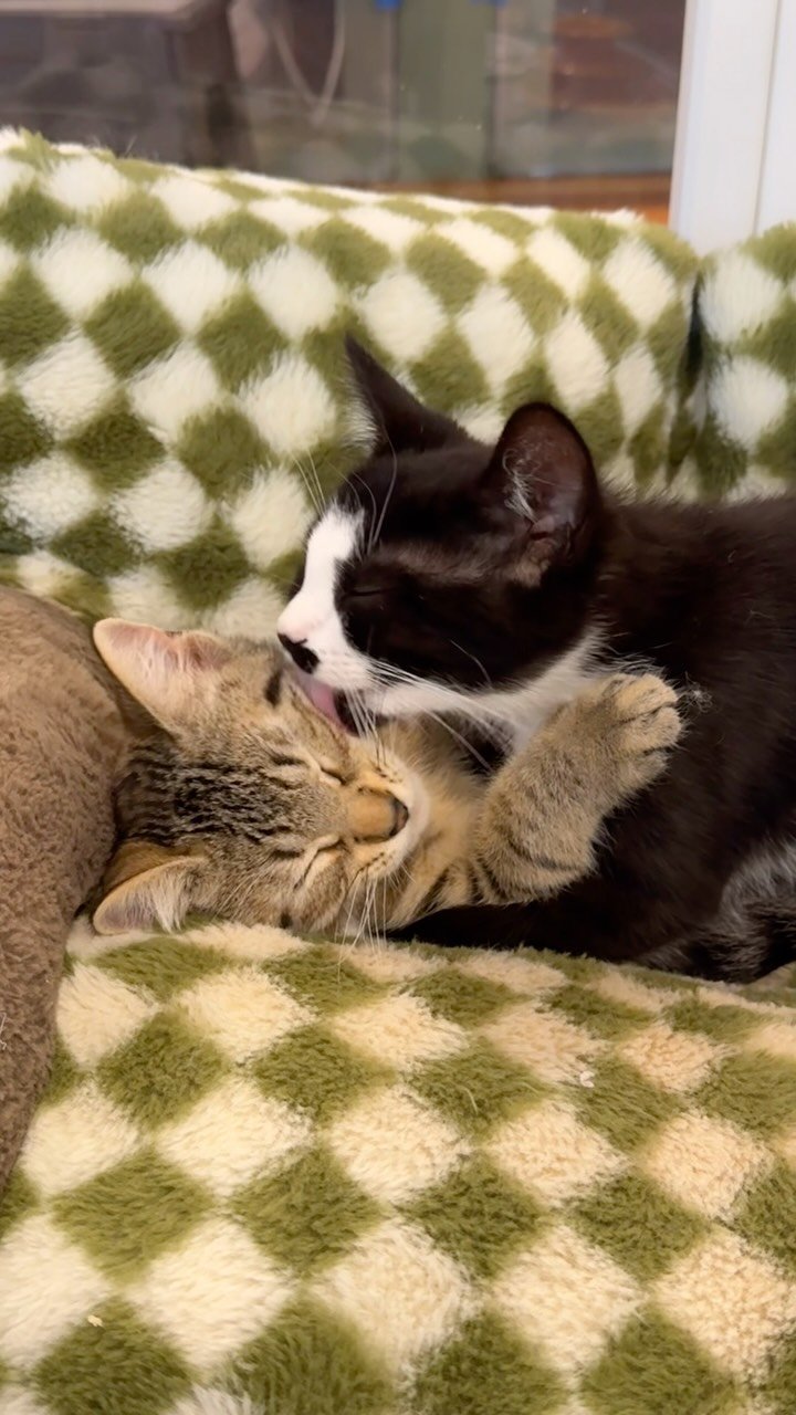 Two cats snuggling together on a green and white checkered couch