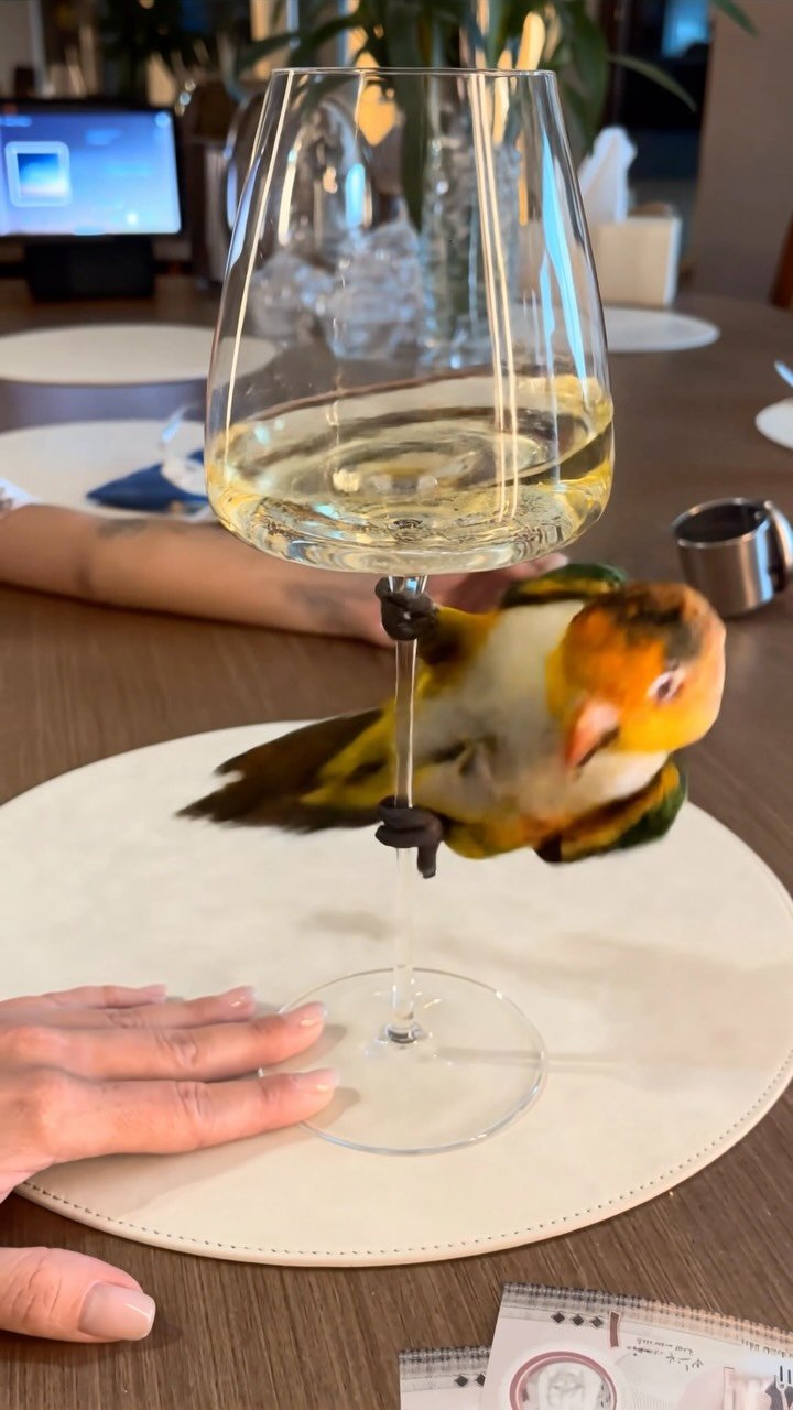 A yellow and green parakeet perched on a wine glass stem during a dinner setting, with a person's hand and white plate visible