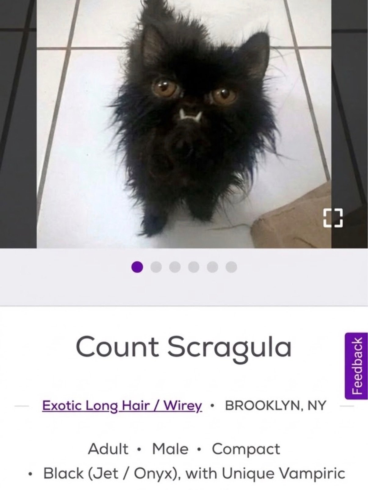 Black long-haired cat on white tile floor looking up at camera with visible fangs and an intense stare