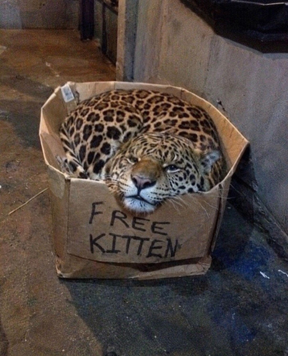 A spotted leopard's head poking out of a cardboard box labeled 'Free Kitten' on a concrete floor