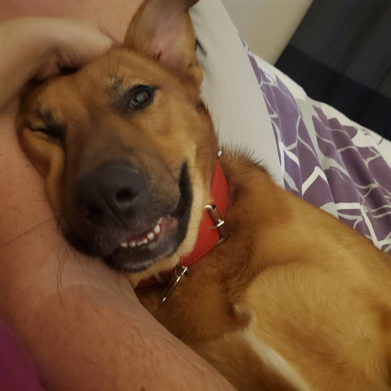 Brown dog with red collar resting against person's chest, appearing content and tired