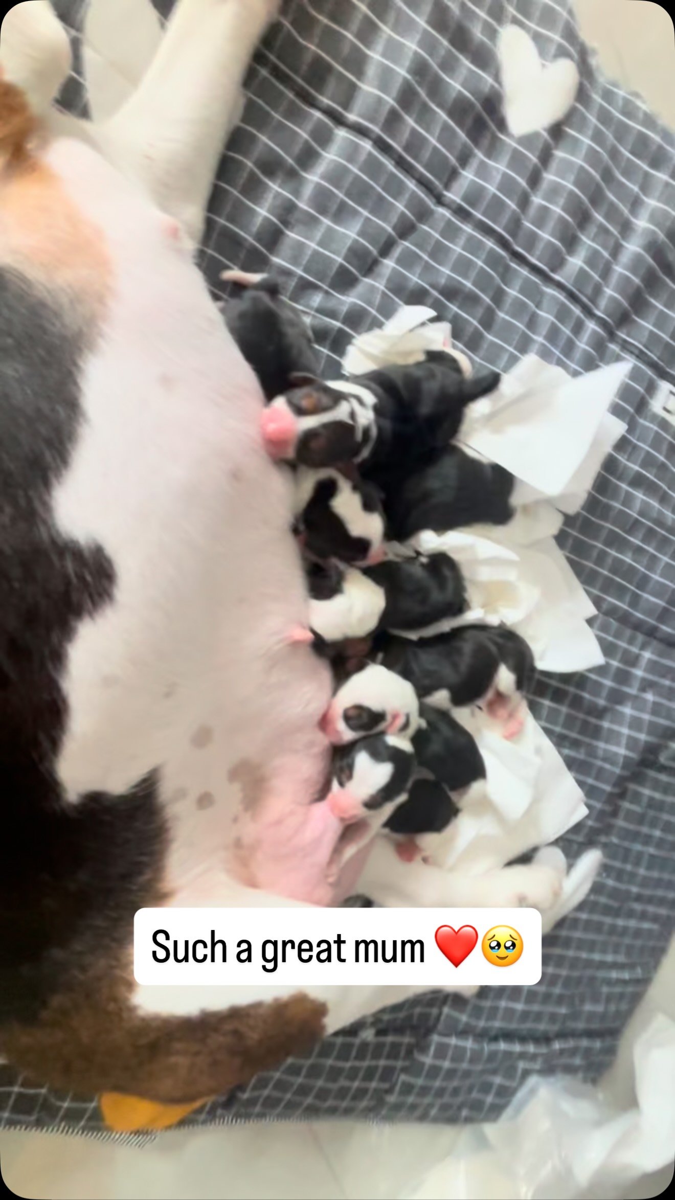 Black and white dog nursing multiple puppies wearing white booties on a brick patterned blanket