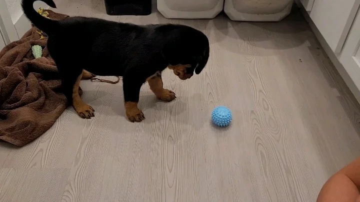 Black and tan dog with pointed ears focused on a blue textured ball on a wooden floor