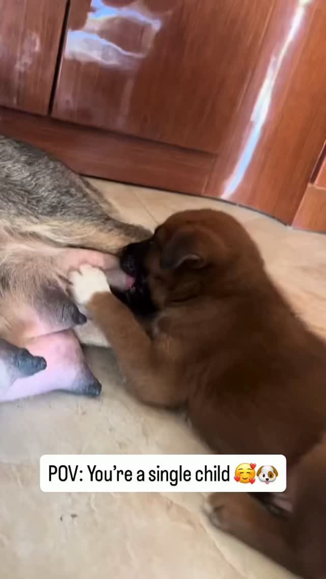 Brown dog nuzzling and cuddling with a person on a tile floor indoors