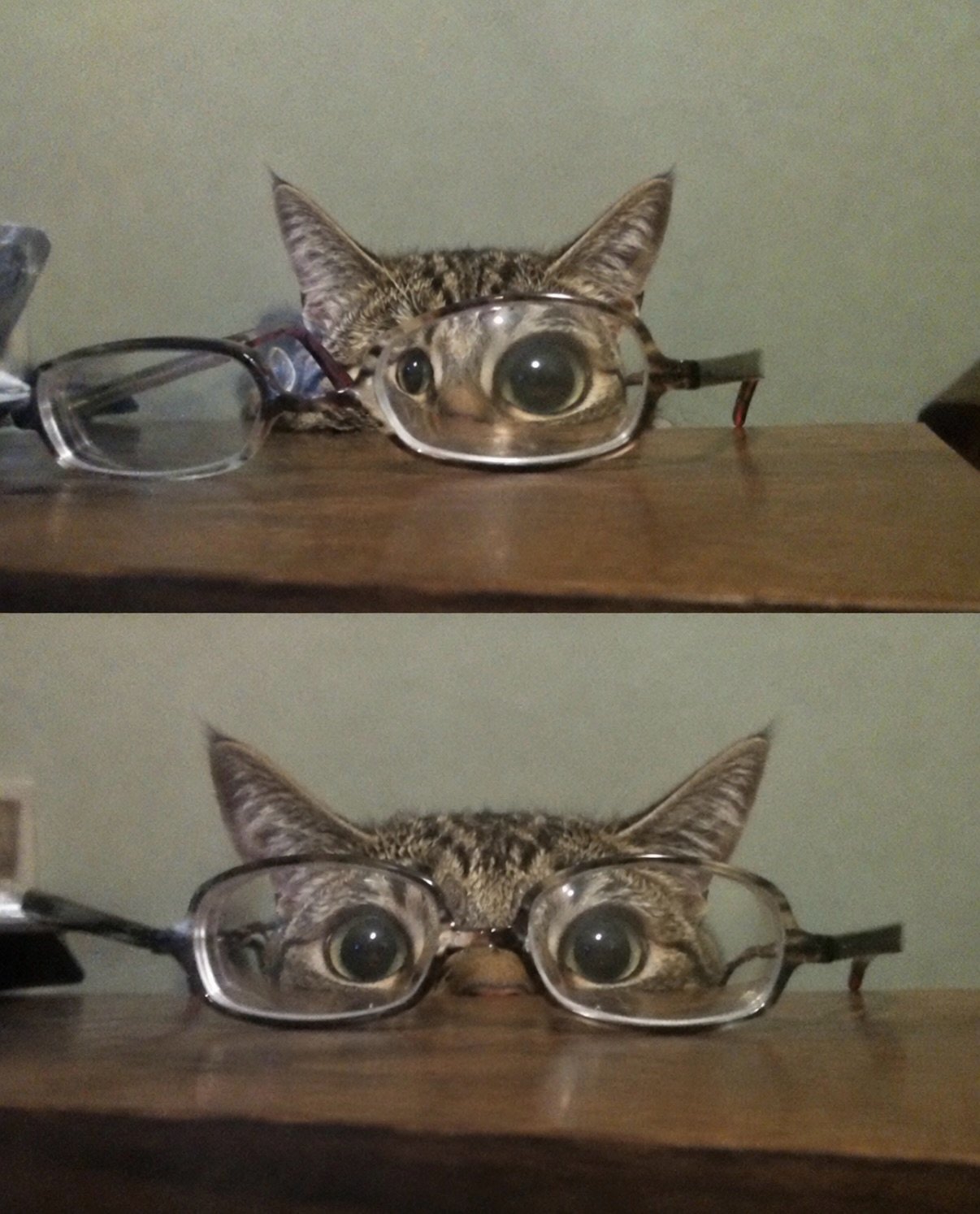 Tabby cat wearing oversized glasses on a wooden shelf, with wide surprised eyes, shown in two panels