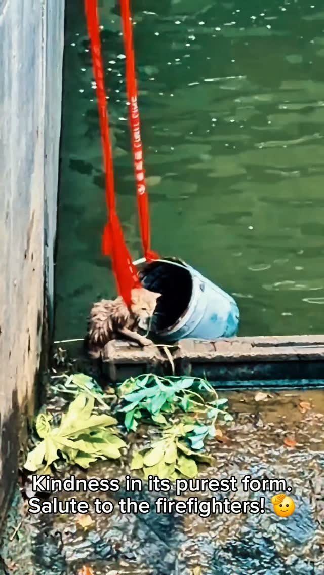 Wet tabby kitten wearing a blue cloth sitting on dock edge next to red ropes and green water