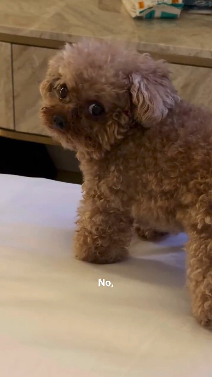 Small fluffy tan dog standing on tile floor with a grumpy expression and determined look, saying no