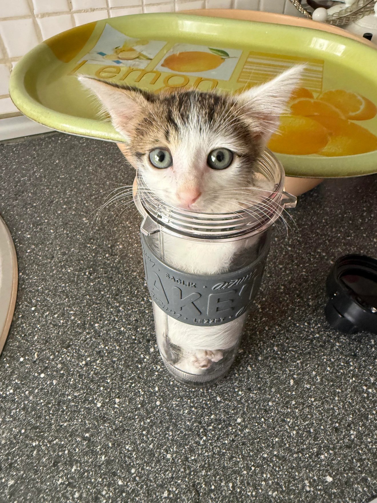 Tabby and white kitten's head poking out of a clear plastic seasoning shaker with a metal band around its neck