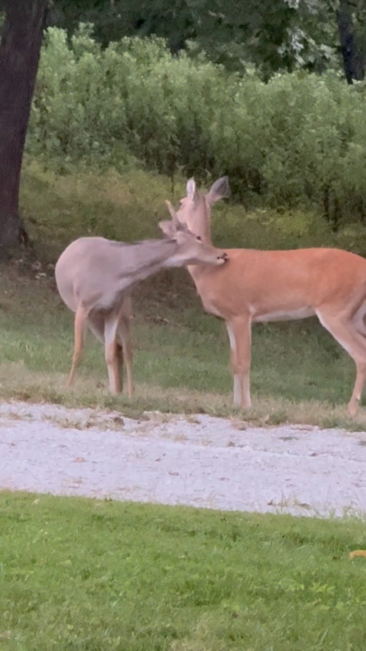 Two tan and white deer interacting closely on a gravel path with green grass and trees in background