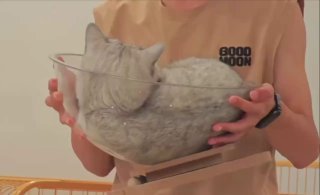 A gray cat draped limply across a person's arms in a boneless, melting pose