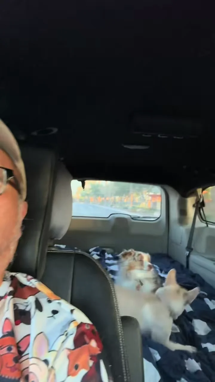 A tabby cat sitting in the back seat of a car near a person, with another cat visible on a blanket in the background