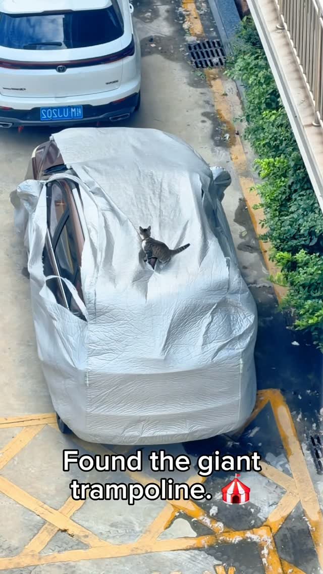 A tabby cat playing on a white car cover draped over a parked vehicle in an urban parking area