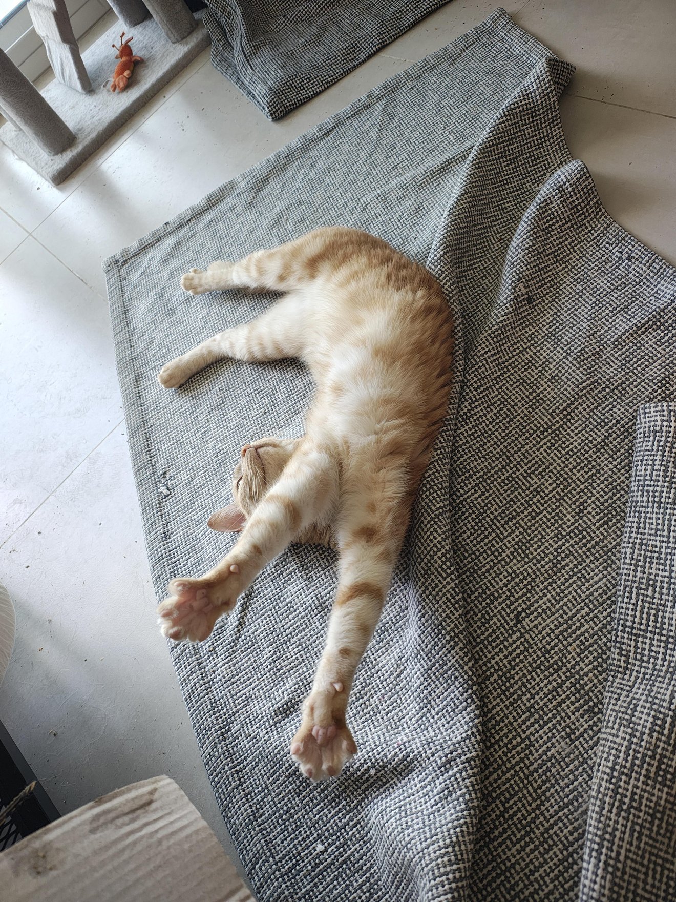Cream-colored cat stretched out on gray rug in an extremely contorted and boneless-looking pose