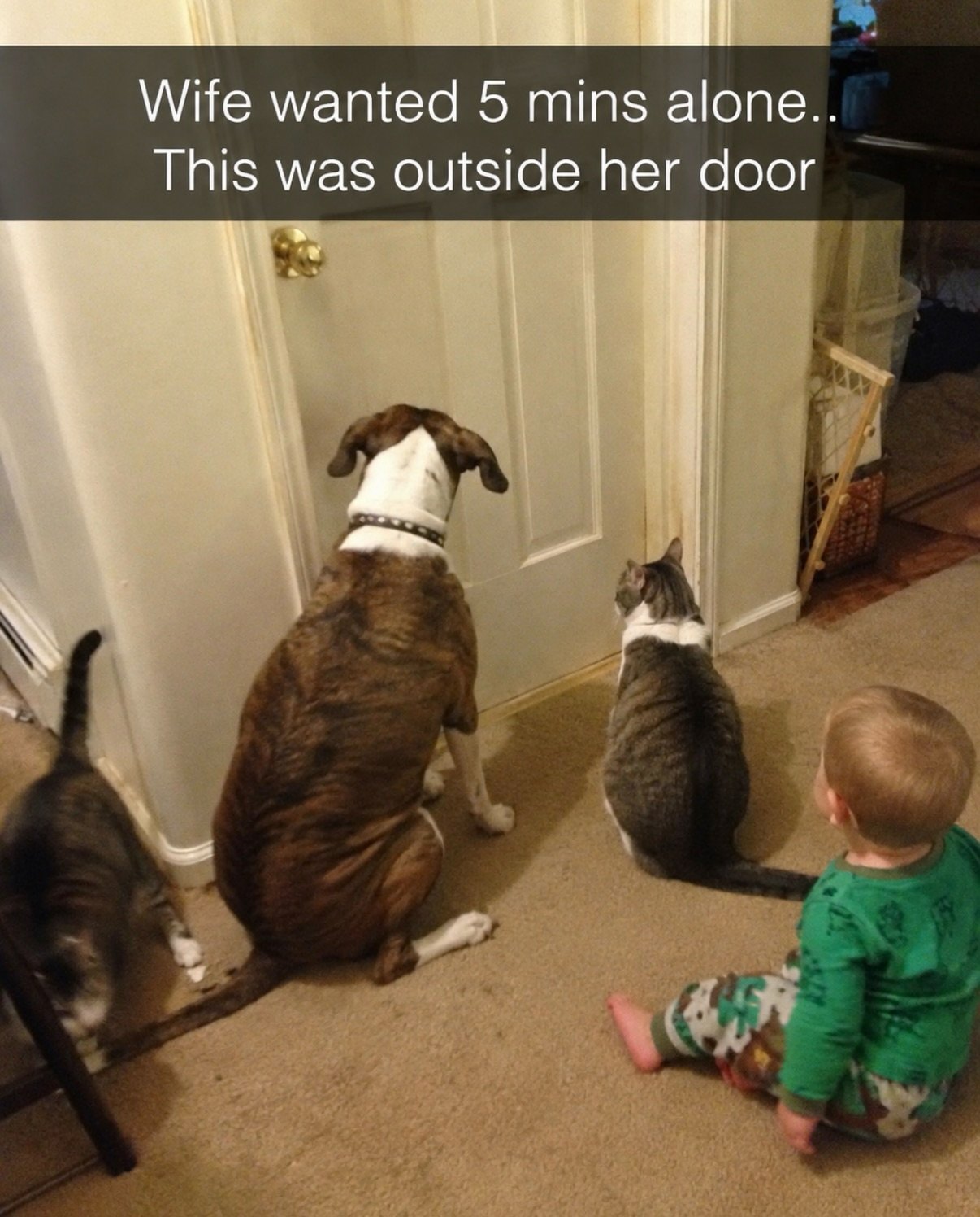 Dogs sitting at a closed door with a toddler nearby, waiting outside