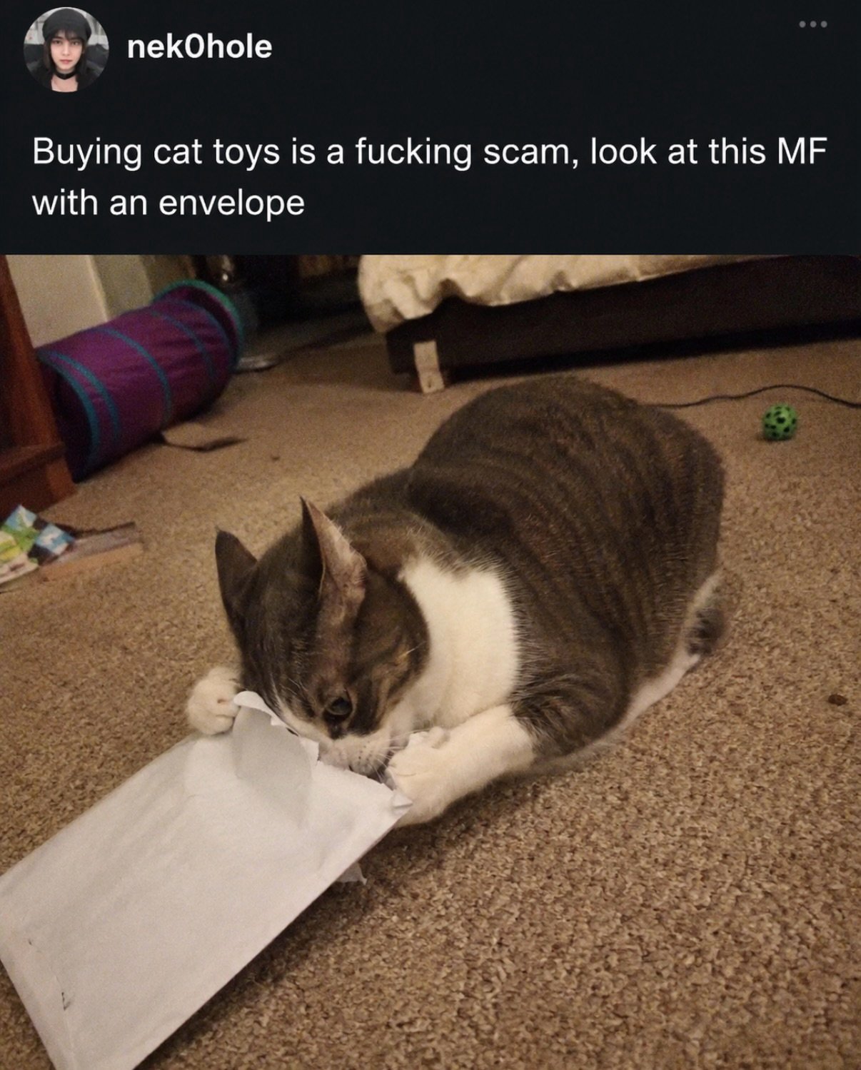 Tabby and white cat crouching over an open envelope on carpet, ignoring nearby toys