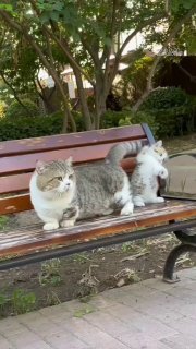 A large tabby and white cat sprawls across a park bench with its body stretched out in an awkward lounging position