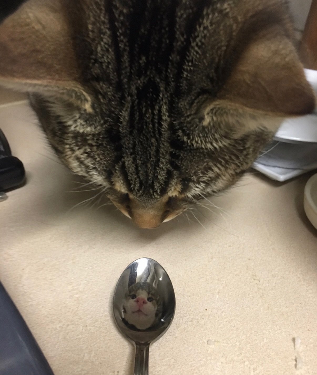 Tabby cat looking down at a metal spoon on a desk, with its reflection visible in the spoon's curved surface