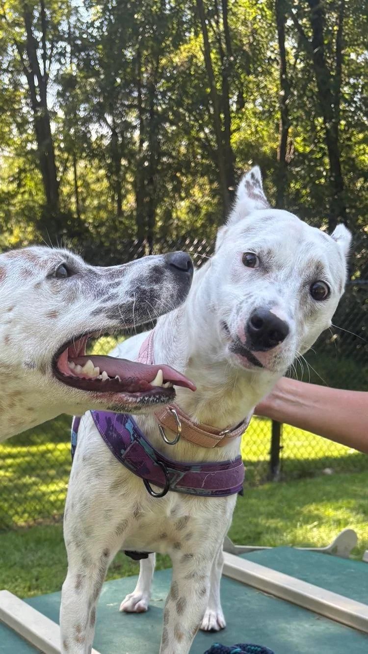 Two white dogs outside in a sunny backyard with trees in the background, one dog giving a side-eye expression while the other licks its face