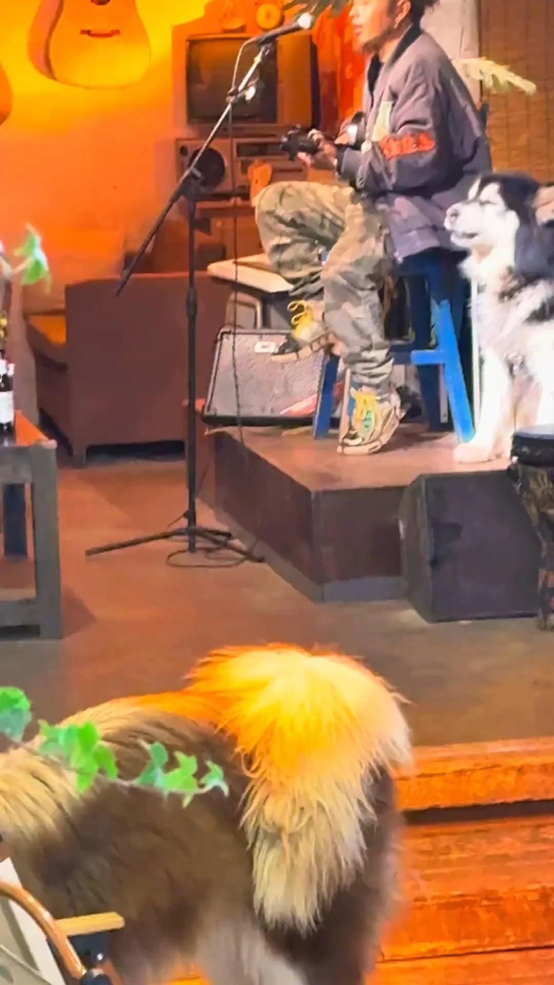 A black and white husky sits on stage watching a musician perform at a microphone during an indoor concert
