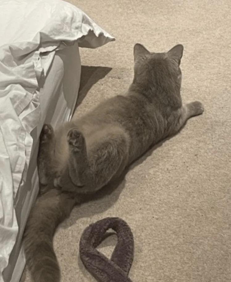 Gray tabby cat lying on its back with legs splayed out on a tile floor next to a person's legs