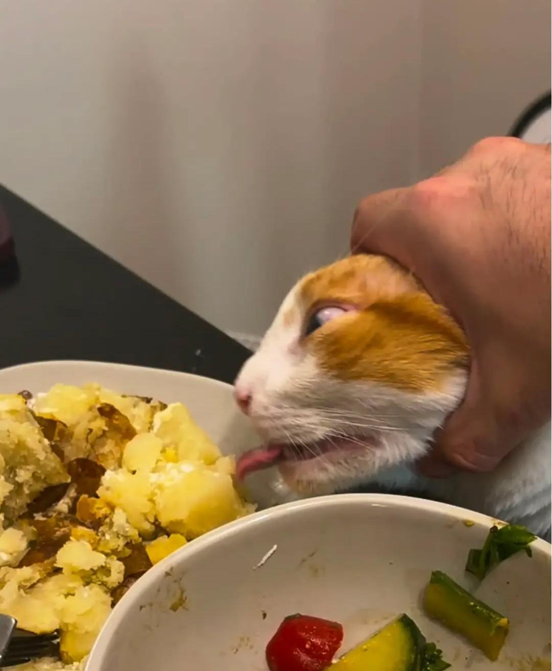 Orange and white cat being held up to a dinner plate with potatoes and vegetables, reaching toward the food with its tongue out