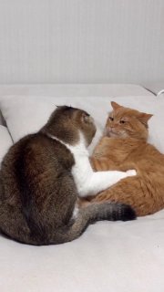 Two cats play fighting on a white bed, one tabby and white cat engaging playfully with an orange cat