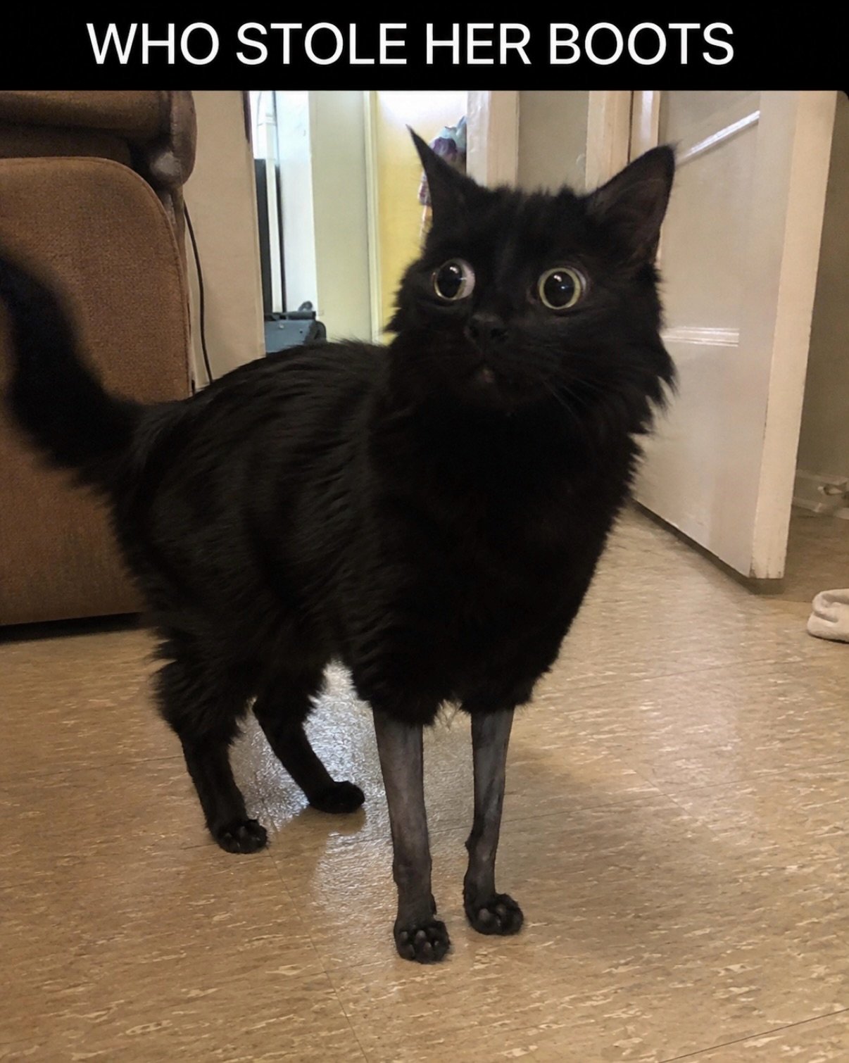 Black cat standing indoors with shaved back legs, looking directly at camera with wide guilty eyes