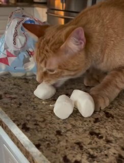 Orange tabby cat with white paws examining white marshmallows on a granite kitchen counter