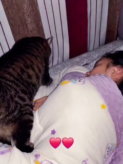 Tabby cat sleeping contentedly on a person's chest on a bed with purple bedding and heart decorations