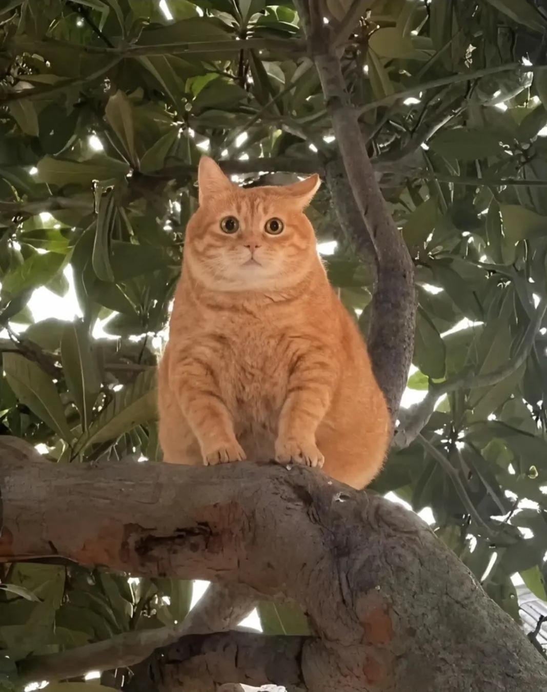 An orange tabby cat sitting on a tree branch surrounded by green foliage and white lights, looking directly at the camera with wide eyes