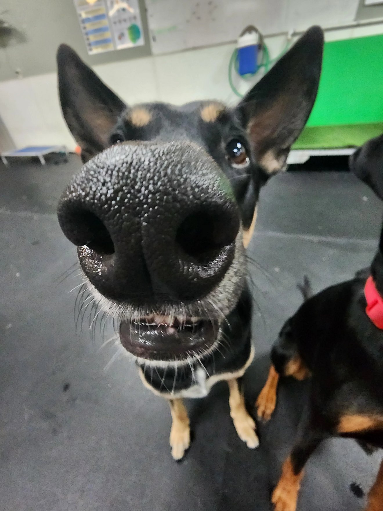 Black and tan dog with large pointed ears pressing its nose directly toward camera in close-up, with mischievous expression in an office set
