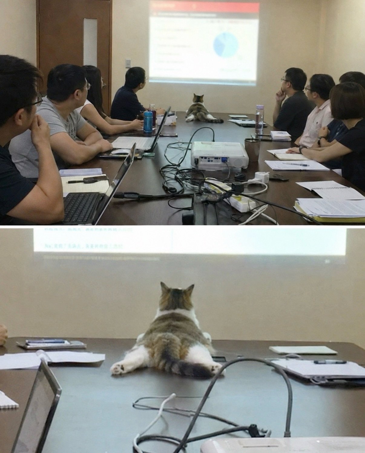 A tabby and white cat lying sprawled across a conference table during a business meeting, with people seated around and a projector screen v
