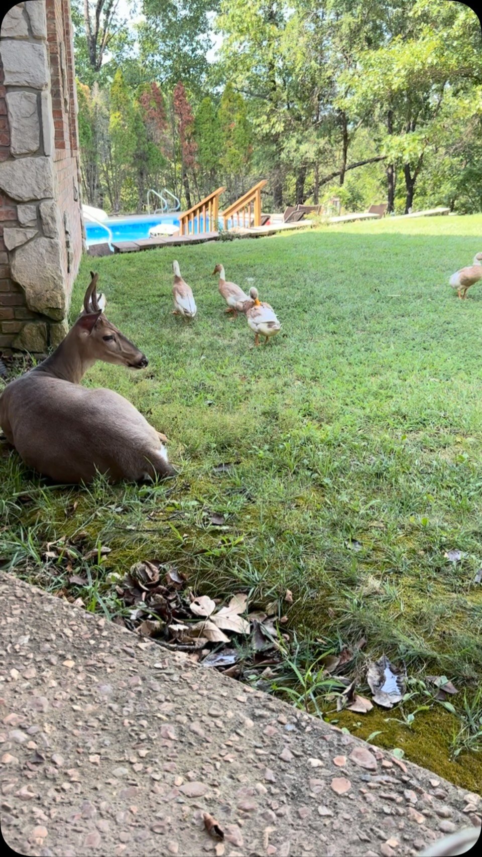 Brown deer resting against a stone house wall with geese grazing on a lawn and playground equipment visible in the background