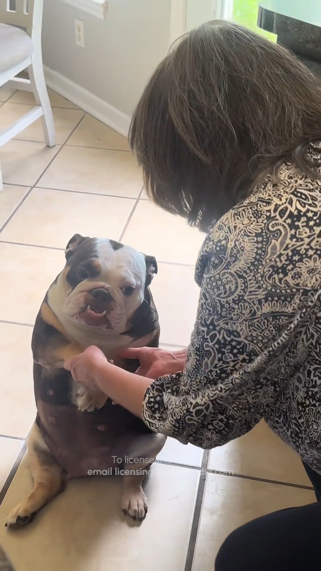 A brindle and white bulldog sits on a tile floor looking up at a woman in a patterned cardigan who is petting its face